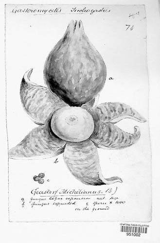 Geastrum michelianum image